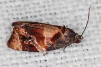 Ditula angustiorana