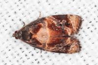 Ditula angustiorana