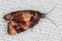 Ditula angustiorana