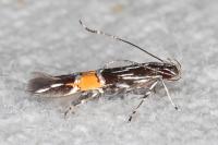 Cosmopterix scribaiella