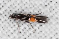Cosmopterix scribaiella