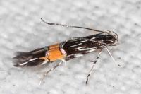 Cosmopterix scribaiella