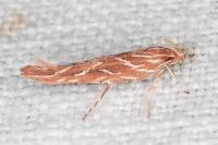 Pyroderces argyrogrammos