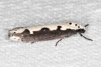 Ethmia bipunctella