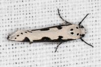 Ethmia bipunctella