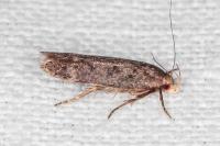 Anacampsis scintillella