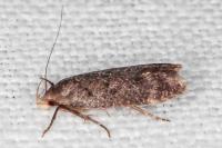 Anacampsis scintillella