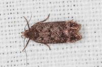 Anacampsis scintillella