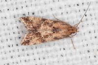 Brachmia blandella
