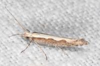 Plutella xylostella