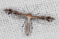 Stangeia siceliota