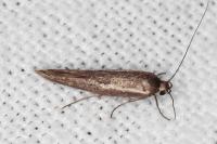 Scythris tenuivittella