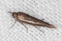 Scythris tenuivittella