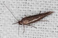 Scythris tenuivittella