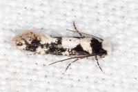 Neurothaumasia ankerella