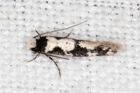 Neurothaumasia ankerella