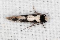 Neurothaumasia ankerella