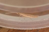 Coleophora saxicolella