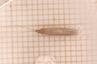 Coleophora saxicolella