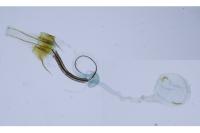Coleophora saxicolella