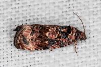 Endothenia gr. gentianaeana