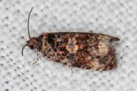 Endothenia gr. gentianaeana