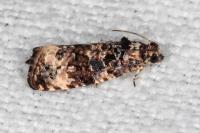 Endothenia gr. gentianaeana