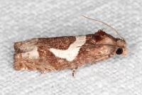 Epiblema foenella