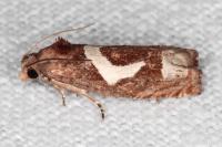 Epiblema foenella