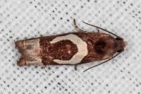 Epiblema foenella