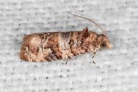 Lobesia botrana