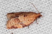 Clepsis consimilana