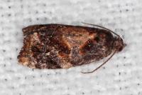 Ditula angustiorana