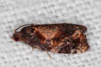 Ditula angustiorana