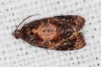 Ditula angustiorana
