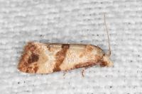 Phalonidia contractana