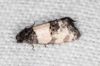 Propiromorpha rhodophana