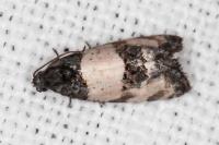Propiromorpha rhodophana