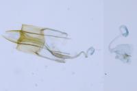 Coleophora caespititiella