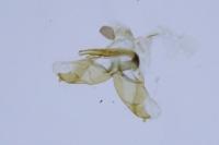 Coleophora caespititiella