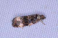 Endothenia gr. gentianaeana