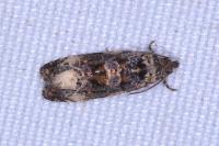 Endothenia gr. gentianaeana