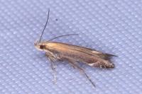 Monochroa cytisella
