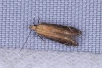 Monochroa cytisella