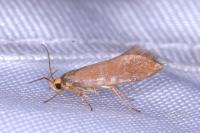 Crassa unitella