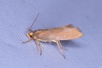 Crassa unitella