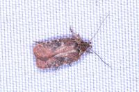 Agonopterix purpurea