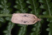 Agonopterix yeatiana