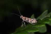 Phyllonorycter trifasciella