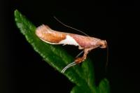 Caloptilia stigmatella